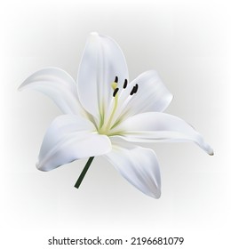 white light lily flower isolated on white background. Realistic vector illustration