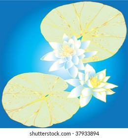 white lilies