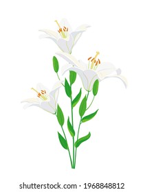 White lilies isolated on a white background, vector illustration of flowers, can be used for invitations and greeting cards.