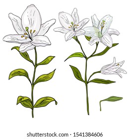 White lilies isolated on white. Vector illustration of hand drawn lily flowers isolated on white background for card, print, cover, wallpaper design. 