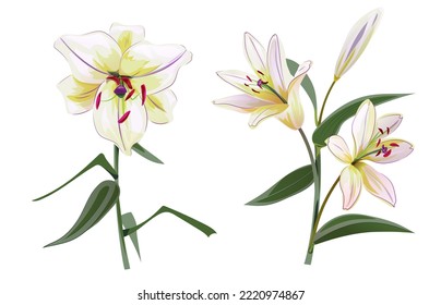 white lily vector