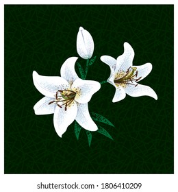 White lilies on a dark background. Vector illustration

