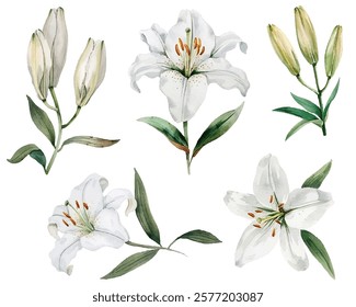 White lilies in various stages of bloom delicate vector illustration. Green leaves, burds, white lily flowers with gentle petals watercolor style collection.