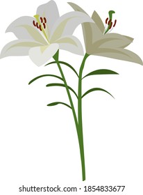 White lilium, illustration, vector on white background