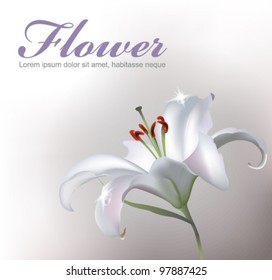 White Lilly Flower Isolated on White Background. Vector clip-art