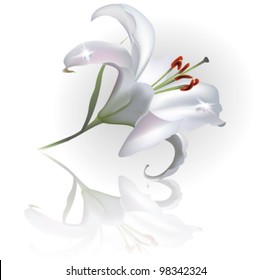 White Lilly Flower Isolated on White Background. Vector clip-art