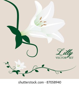 White Lilly And Vines Vector Set