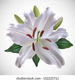 white lily