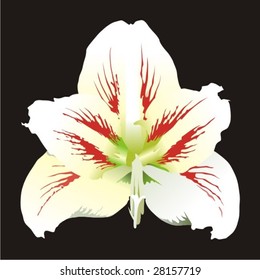 white lily