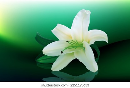 White Lily Being Beautiful - the white lily symbolizes virginity, purity and virtue, here is a lone head isolated on an abstract green background.
