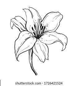 White lily bouquet flower flower blossom. Isolated vector botanical illustration: retro, vintage, hand drawn, black and white, outline. For wedding invitation, card, print, tattoo. Japanese style.