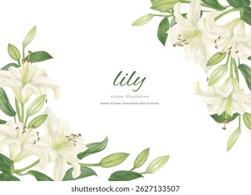 White lily cartoon painted in watercolor