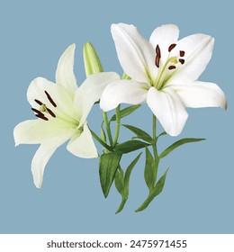 White Lily flower in bloom with pistils and green leaf on a background