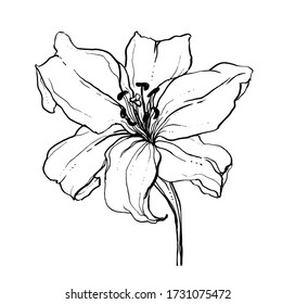 White lily flower bouquet flower blossom. Isolated vector botanical illustration: retro, vintage, hand drawn, black and white, outline. For wedding invitation, card, print, tattoo. Japanese style.