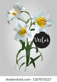 White Lily Flower Composition Vector Illustration