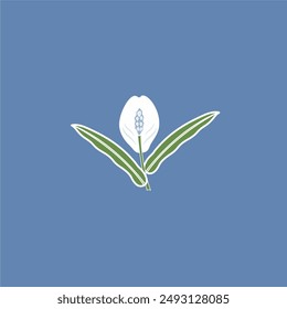 white lily flower, green leaves on blue background