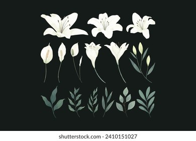 White Lily Flower Illustration Set