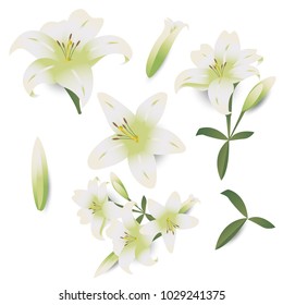 White lily Flower isolated on white background,plants and nature vector illustration,gradient style