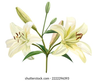 White lily flower isolated on white background, vector illustration.