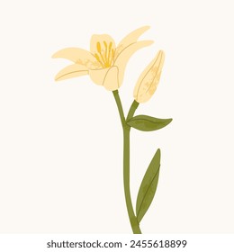 White lily flower isolated on white background. Realistic vector illustration.  Illustration for greeting cards, printing and other design projects.