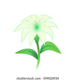 White lily flower, isolated on white background, vector