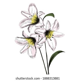 White lily flower and leaf. Lily flowers drawing with line-art on white backgrounds.  Vector Illustration. Realistic, for cards, posters, postcard design, logo, for printed matter. 