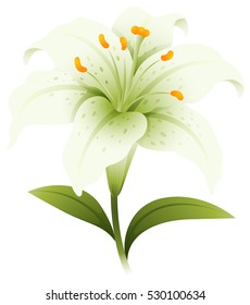 White lily flower on white background illustration