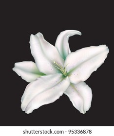 white lily flower on black background