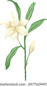 White lily flower painting illustration