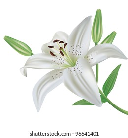 White lily flower realistic, isolated on white background, vector