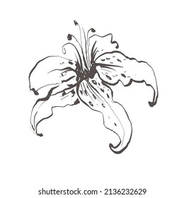 White lily flower sketch. Isolated vector botanical illustration retro, vintage, hand drawn, black and white, outline. For wedding invitation, card, print, tattoo. Japanese style.