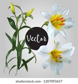 White Lily Flower Vector Design Set
