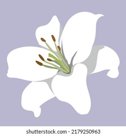 Vector de flores de lirio blanco. Dibujo a mano sobre fondo violeta. Elemento aislado para el diseño de patrones, cosméticos, borde, tarjeta de saludo, volante, afiche, invitaciones de boda.