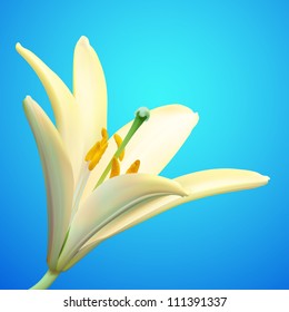 White lily flower vector illustration