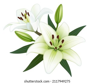 White lily flowers close-up. Realistic hand drawn floral bouquet.