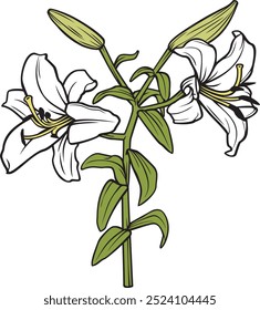 
White Lily Flowers Color. Vector Illustration.
