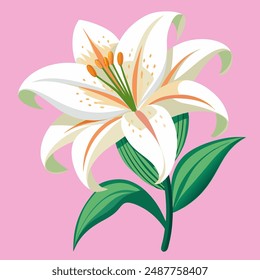 White lily flowers, orange stamens, pink-purple background, bright green stems and leaves, beautiful, very cute.vector illustrator.