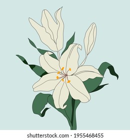 White lily  Green background home decoration scene illustration