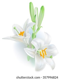 White Lily.
Hand drawn vector illustration of Lilium candidum, a white flower with powerful sweet scent known as Madonna Lily, symbol of purity and innocence.