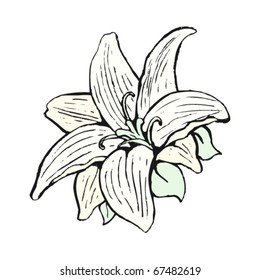 white lily illustration