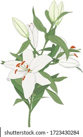 a white lily illustration drawn on a sky blue background