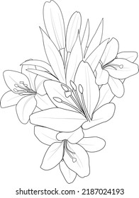white lily isolated on white