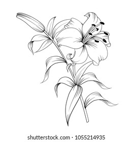 White lily isolated on a white background. Card with blooming lily. Vector illustration.