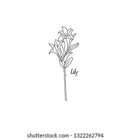 White lily isolated on a white background. Card with blooming lily. Vector illustration.