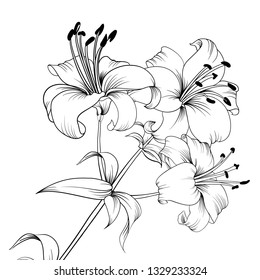 Sketch Floral Decorative Set Angels Trumpet Stock Vector (Royalty Free ...