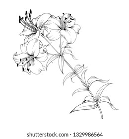 White lily isolated on a white background. Card with blooming lily. Vector illustration.