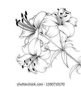 White lily isolated on a white background. Card with blooming lily. Vector illustration.