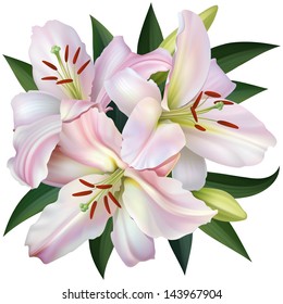 White Lily Isolated on White Background. Vector Illustration