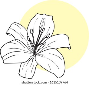 
White lily isolated on a white background. Ticket with blooming lily. Vector illustration.