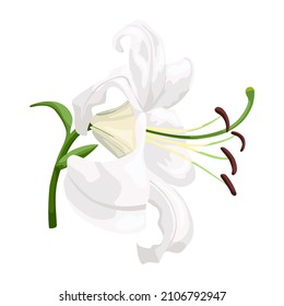White lily isolated on white background. Beautiful wedding flower, symbol easter and happy in flat style. Vector illustration